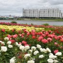 형산강 장미원 이미지