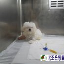 아담동물병원 네이버블로그