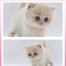 광주캐터리 이미지