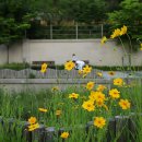 방축천음악분수 이미지