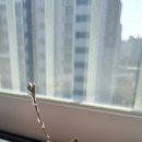 메르하브