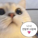 봉봉PC | 포항 TITF 카라반 A-돔 내돈내산 숙박후기