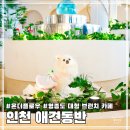 인천 영종도 감성 가득 애견동반 대형 브런치 카페 온더플로우