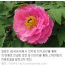 선덕여왕 - 신라 최초의 여왕, 삼국통일의 기반을 다지다. 이미지