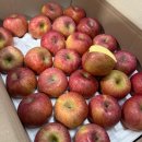 골드샤인 이미지