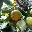 서귀포농협주유소 이미지