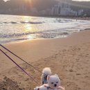 멍그레 이미지