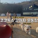 코코독스 이미지