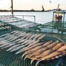 목포산낙지 이미지