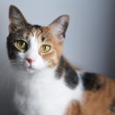 기린동물약국 이미지