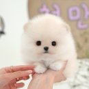 미유펫 강아지애견미용 이미지