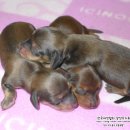 리코리아몰 이미지