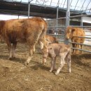 봄이네 농장 이미지