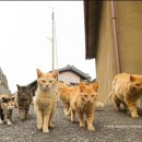 고양이 마을 이미지