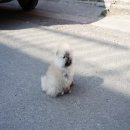 럽댕 강아지분양 이미지