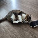 지음정도장 | 앗! 블로그 방치! 신발보다 싸다~