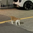 신갈마로-4 이미지