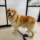 입댕로랑 이미지