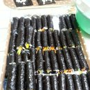 마약김밥..제주상륙! 이미지