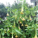 천사꽃펜션 이미지