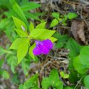 승봉도 당산트레킹(산림욕장) 이미지