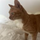 다맛정식 이미지