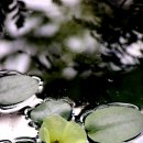 소중한이 이미지