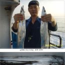 은갈치