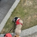 몽글몽글 펫 | 부산펫파크 [롯데몰 메종동부산점 펫파크] 동이랑 다녀온 후기 I 부산반려동물놀이터, 부산애견동반카페