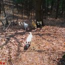 강화애견훈련학교 이미지