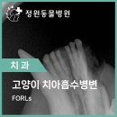 초읍동물병원 이미지