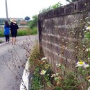 담장너머 이미지