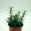 로즈마리 화원 이미지