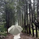 은희네목장 | 제주도 동쪽여행2일차 제동목장->안돌오름 비밀의숲->은희네 해장국