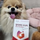 시니어펫 | 노령견영양제 추천 벳앤펫 멀티비타 시니어 너무 잘 먹어서 놀라운 후기