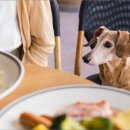 (주) 트렌드펫 이미지