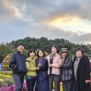 가을애 | 제15회부안 가을애 국화전시회