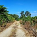 물치천로 이미지