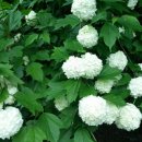 천상의 나무 이미지