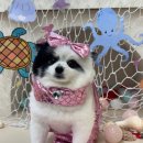 리본반려견 유치원 이미지