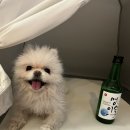 댕댕이펜션