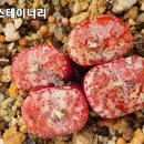 스테이너와 이미지