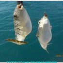 물쌍거리 이미지