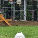 도그렉스 이미지