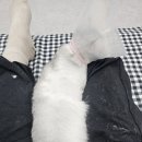 고양이 미용실 방울선생 네이버블로그