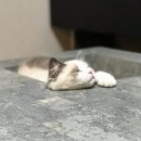 이유테이블