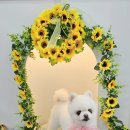 희희퍼피 이미지