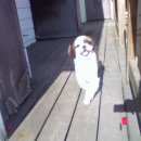 도시 강아지 이미지