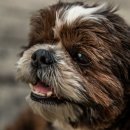 왕십리동물병원 이미지