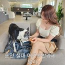 카페담리 네이버블로그